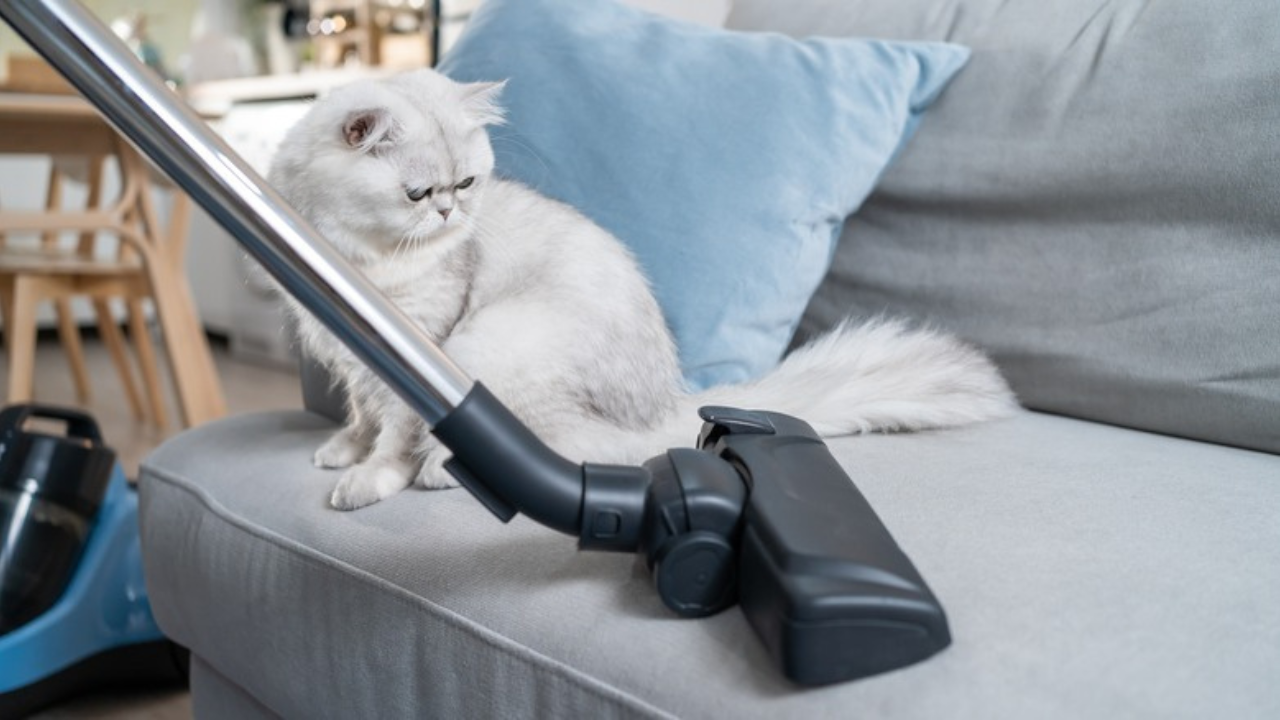 9 Best Flea Vacuum for 2024– Updated List | Dust Dazzler