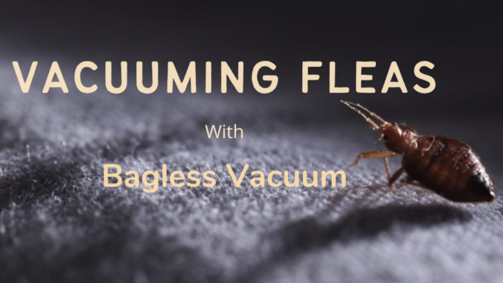 Vacuuming Fleas with Bagless Vacuums