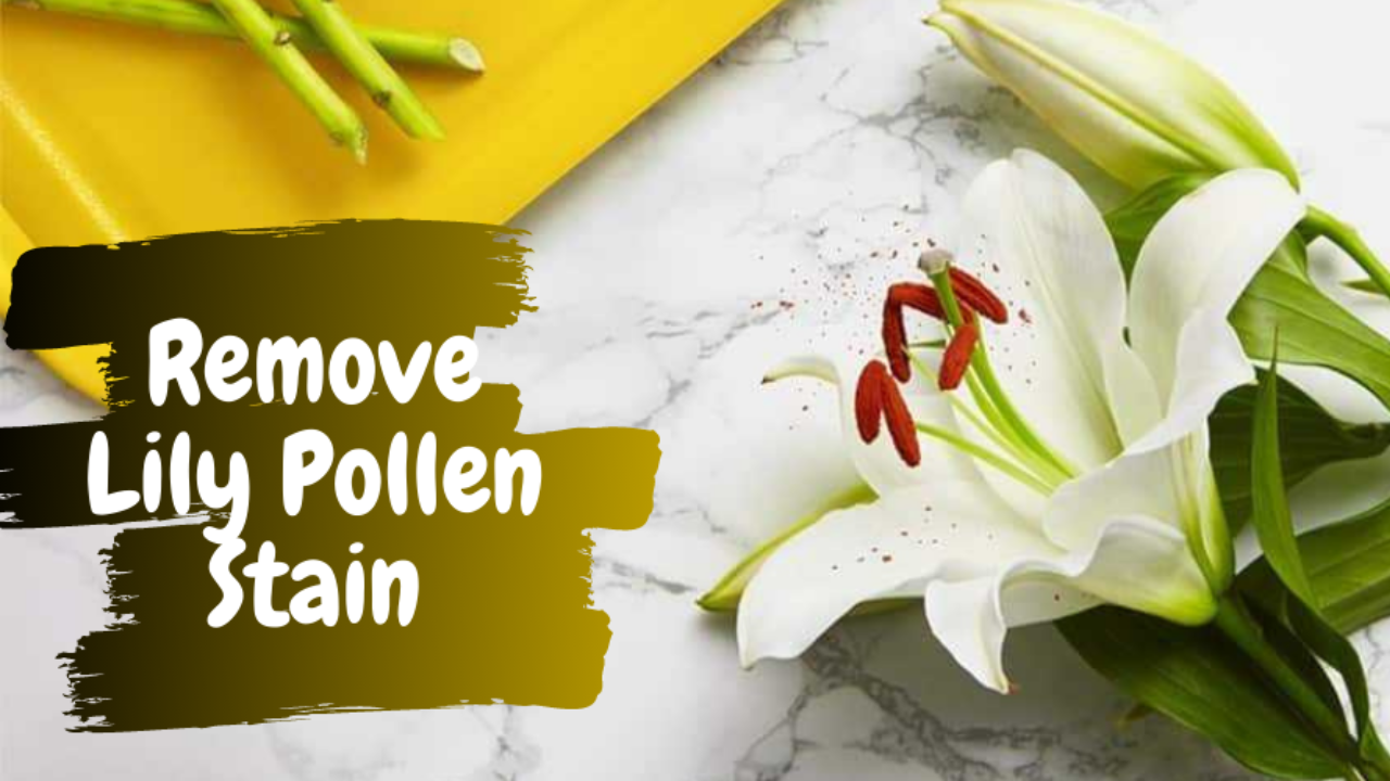 How to Remove Lily Pollen Stains from Carpet with Vacuum? | Complete Guide